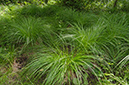 Carex_elongata_LP0460_32_Ash_Vale