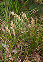 Carex_arenaria_LP0531_43_Frensham