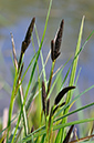Carex_acutiformis_LP0265_07_Shalford