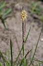 Carex_binervis_LP0229_12_Bagshot_Heath