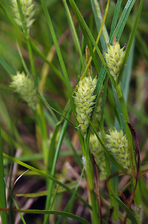 Carex_hirta_LP0460_17_Ash_Vale