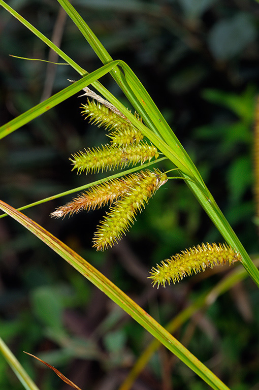 Carex_pseudocyperus_LP0384_39_Capel