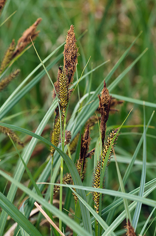 Carex_riparia_LP0674_17_Frensham