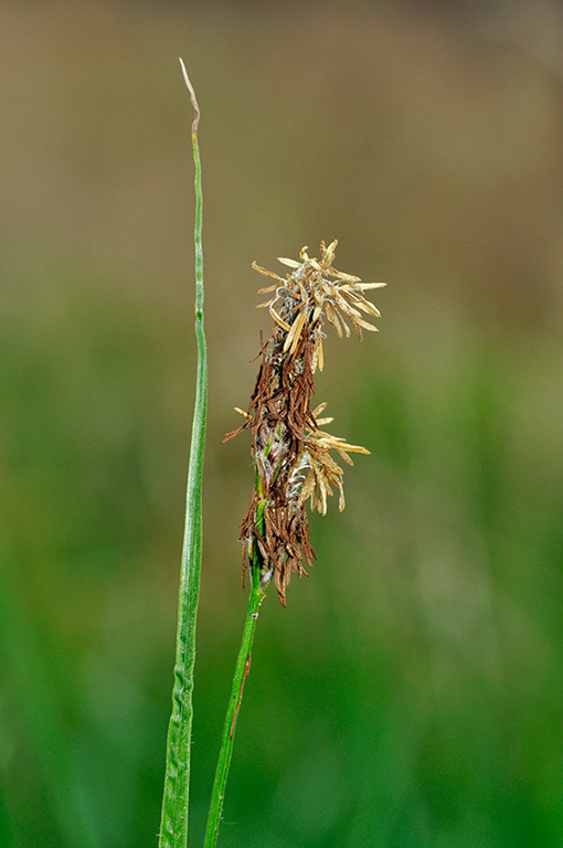 Carex_hirta_LP0229_40_Bagshot_Heath