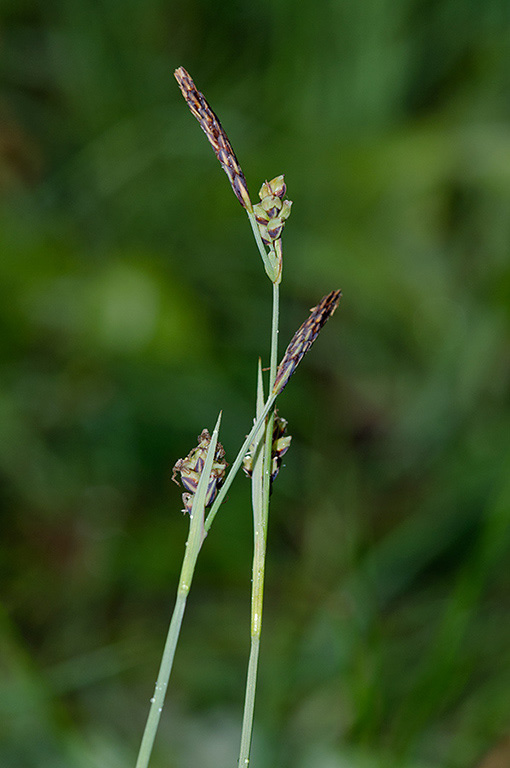 Carex_panicea_LP0536_49_Chiddingstone