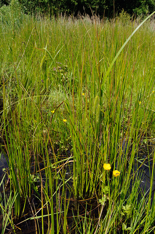 Carex_pseudocyperus_LP0313_131_Papercourt_Marshes