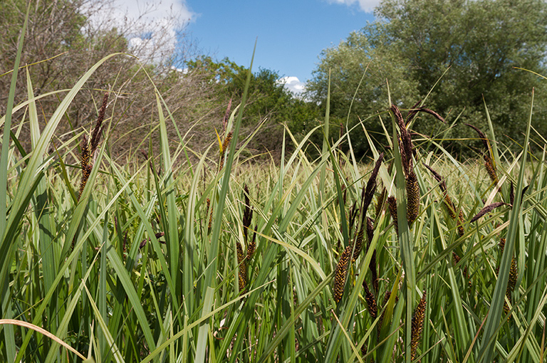 Carex_riparia_LP0679_18_Nutfield