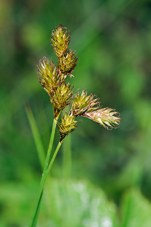 Carex_leporina_LP0536_16_Chiddingstone