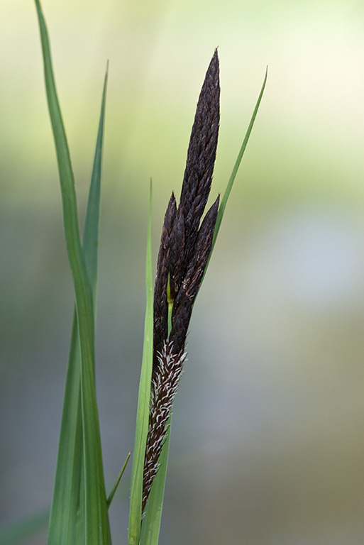 Carex_nigra_LP0196_03_Haxted_Mill