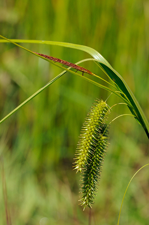 Carex_pseudocyperus_LP0313_124_Papercourt_Marshes