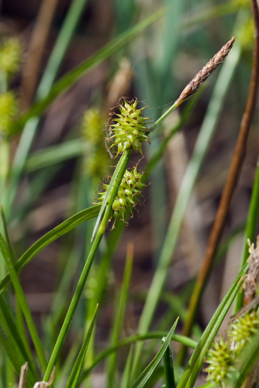 Carex_lepidocarpa_LP0125_08_Parsonage_Moor