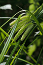 Carex_pseudocyperus_LP0533_18_Weybridge