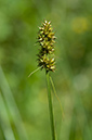 Carex_otrubae_LP0217_02_Backside_Common