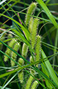 Carex_pseudocyperus_LP0536_03_Chiddingstone