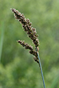Carex_paniculata_LP0206_22_Barnes