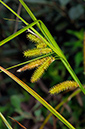 Carex_pseudocyperus_LP0384_39_Capel