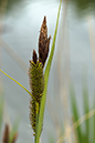 Carex_riparia_LP0206_25_Barnes