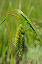 Carex_pseudocyperus_LP0313_105_Papercourt_Marshes