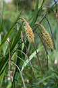 Carex_pendula_LP0036_31_Harewoods