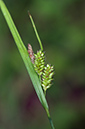 Carex_pallescens_LP0538_23_Leith_Hill