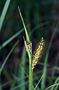 Carex_riparia_LP0674_04_Frensham