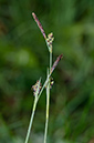 Carex_panicea_LP0536_49_Chiddingstone