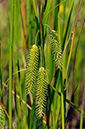 Carex_pseudocyperus_LP0313_123_Papercourt_Marshes
