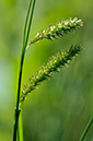 Carex_laevigata_LP0230_03_Rowhill