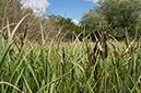 Carex_riparia_LP0679_18_Nutfield