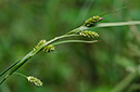 Carex_pallescens_LP0538_26_Leith_Hill