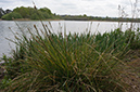 Carex_paniculata_LP0674_24_Frensham