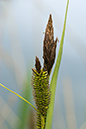 Carex_riparia_LP0206_26_Barnes
