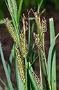 Carex_riparia_LP0674_06_Frensham