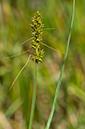 Carex_otrubae_LP0218_47_Runnymede