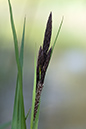 Carex_nigra_LP0196_03_Haxted_Mill