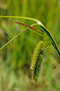 Carex_pseudocyperus_LP0313_124_Papercourt_Marshes