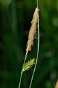 Carex_laevigata_LP0230_18_Rowhill