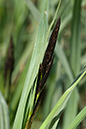 Carex_nigra_LP0196_04_Haxted_Mill
