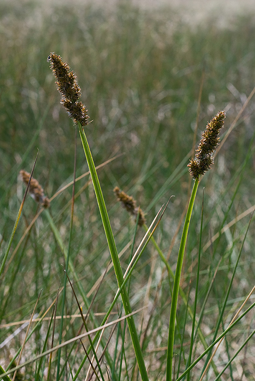 Carex_vulpina_LP0152_53_Lingfield
