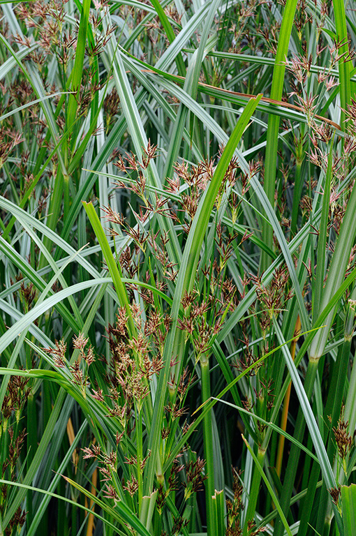 Cyperus_longus_LP0377_61_Hampton_Court