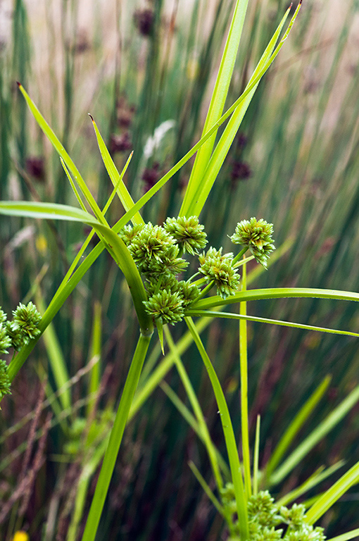 Cyperus_eragrostis_LP0430_27_Molesey