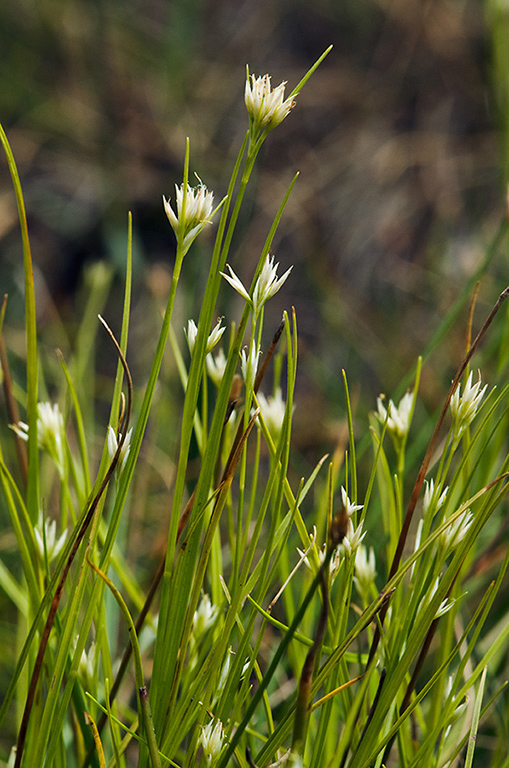 Rhynchospora_alba_LP0216_08_Thursley