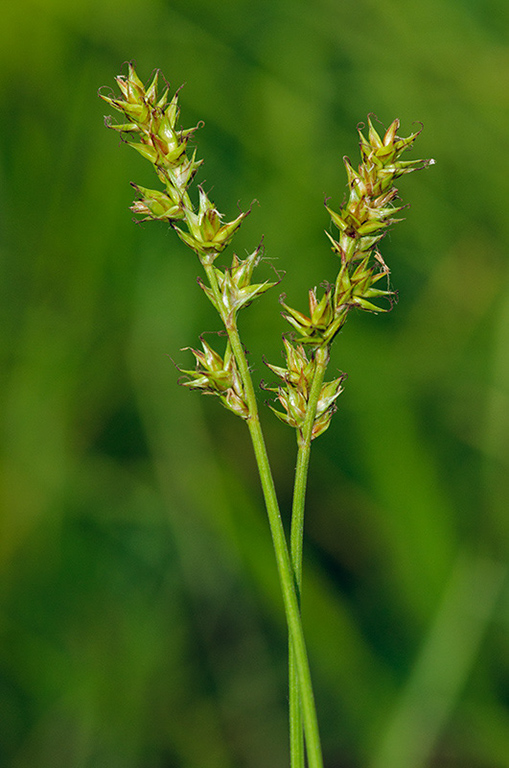 Carex_spicata_LP0460_25_Ash_Vale