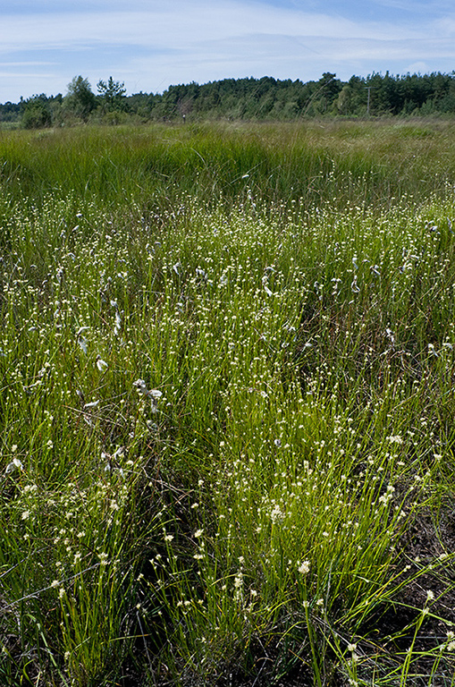 Rhynchospora_alba_LP0216_21_Thursley