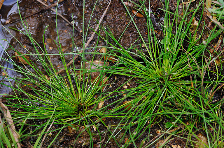 Isolepis_setacea_LP0331_24_Henley_Park