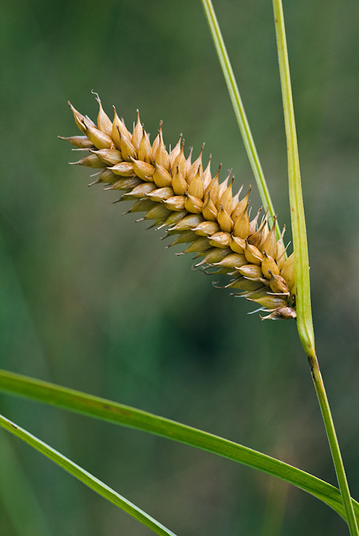 Carex_vesicaria_LP0152_64_Lingfield