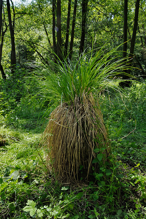 Carex_x_boenninghausiana_LP0271_19_Dry_Hill