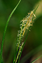 Carex_sylvatica_LP0227_03_Hornecourt_Wood