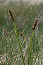 Carex_vulpina_LP0152_53_Lingfield