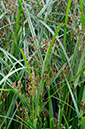 Cyperus_longus_LP0377_61_Hampton_Court